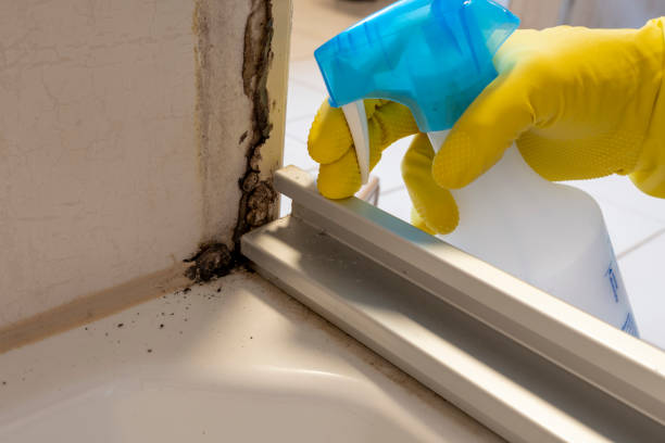 Best Basement Mold Remediation in Nashville, TN