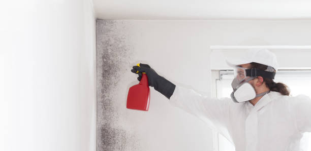 Best Insurance-Related Mold Remediation in Nashville, TN